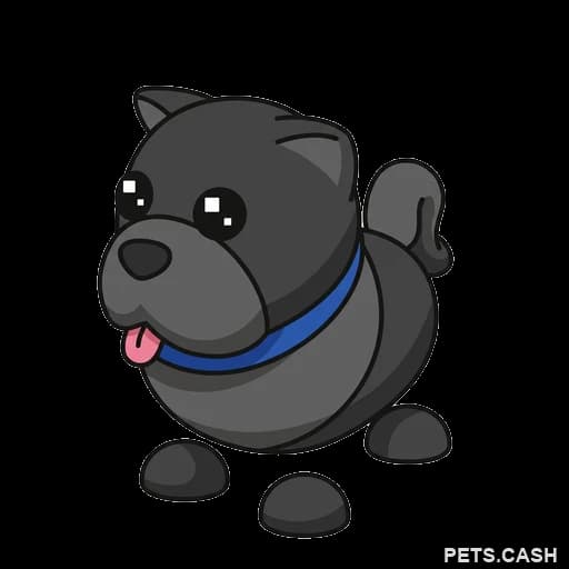 Black Chow-Chow