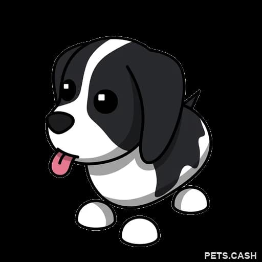 Black Springer Spaniel