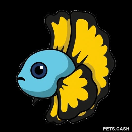 Blue Betta Fish