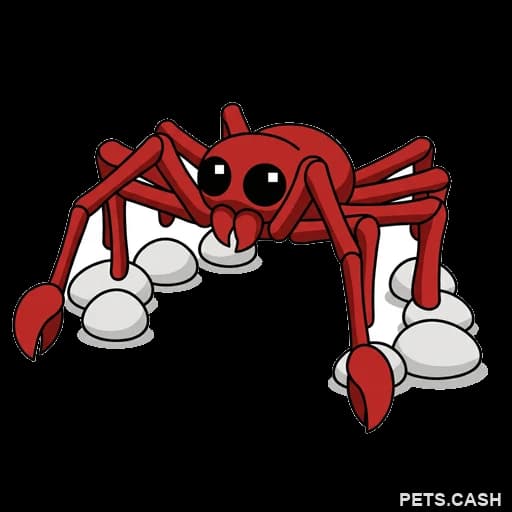 Spider Crab